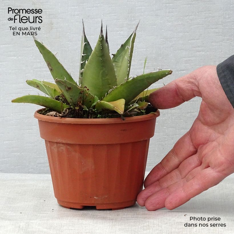 Agave titanota 12cm pot sample as delivered in spring