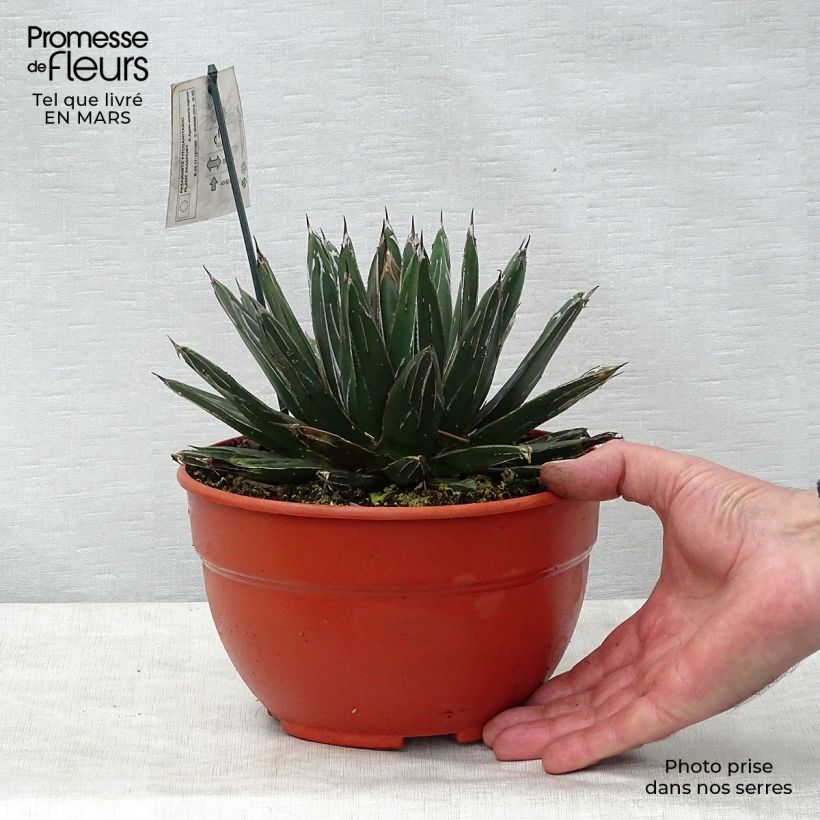 Agave victoriae reginae - Queen Victorias Agave 2L/3L pot sample as delivered in spring