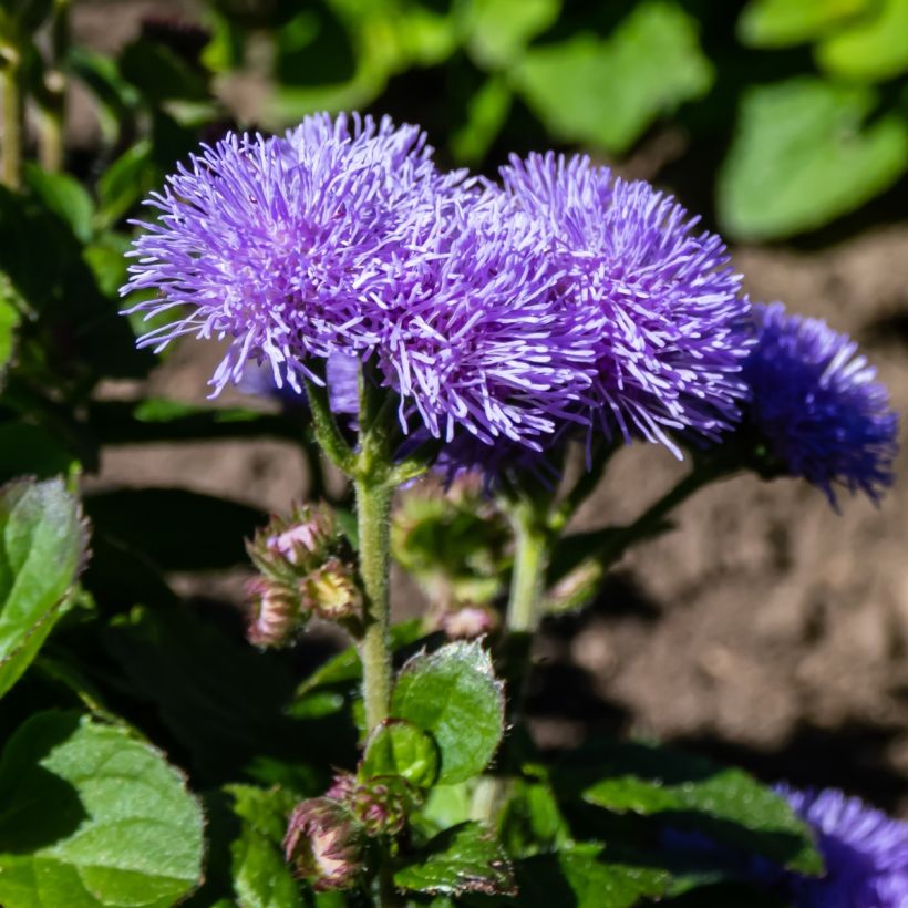 Ageratum houstonianum Aloha F1 Blue seeds - Blue Mink (Flowering)