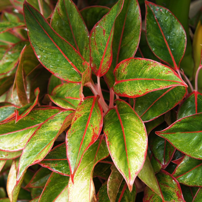 Aglaonema commutatum Siam Aurora - Chinese evergreen (Foliage)