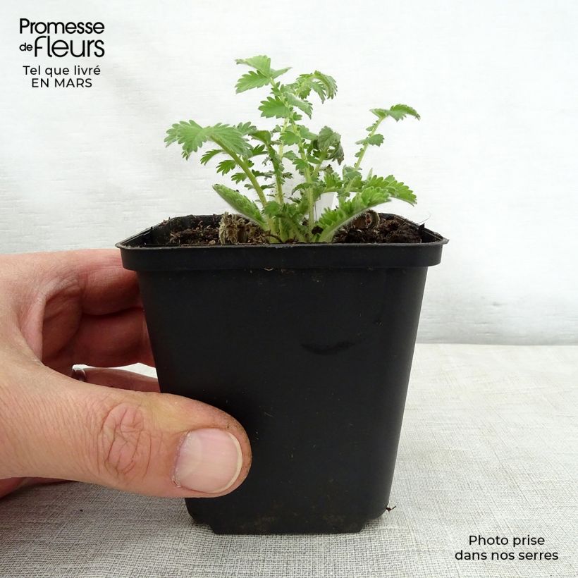 Agrimonia eupatoria   8/9 cm pot sample as delivered in spring