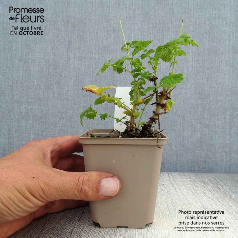 Agrimonia eupatoria   8/9 cm pot sample as delivered in autumn