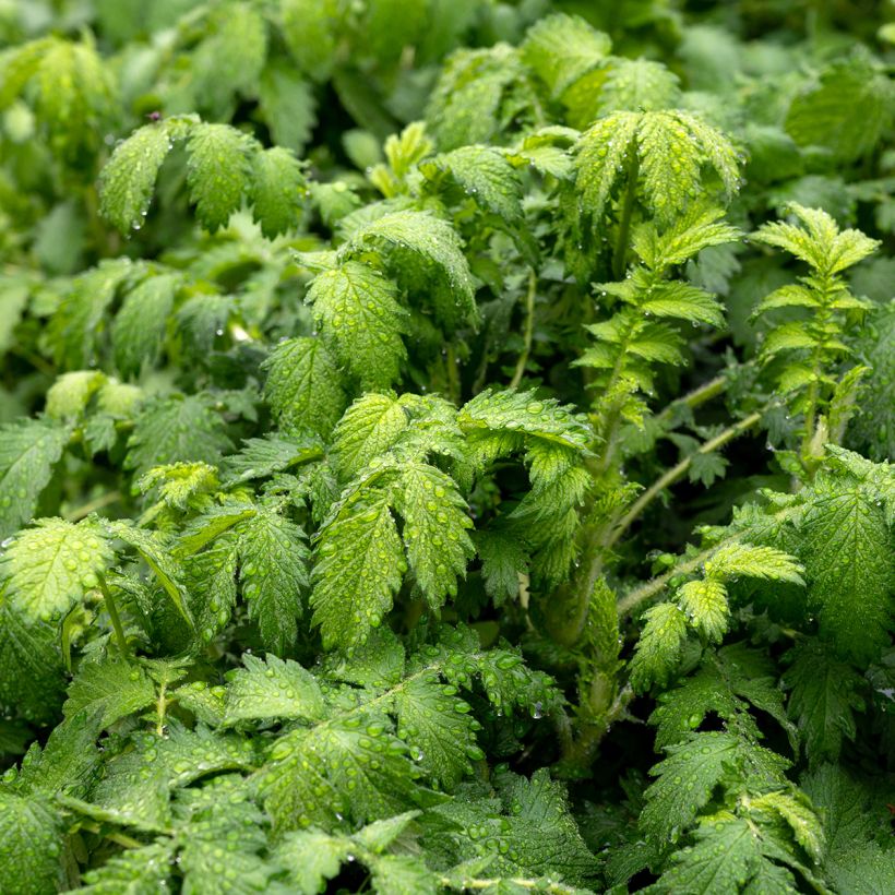 Agrimonia eupatoria (Foliage)