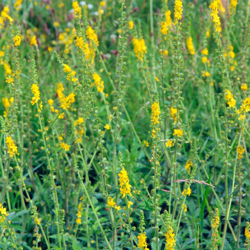 Agrimonia eupatoria (Plant habit)