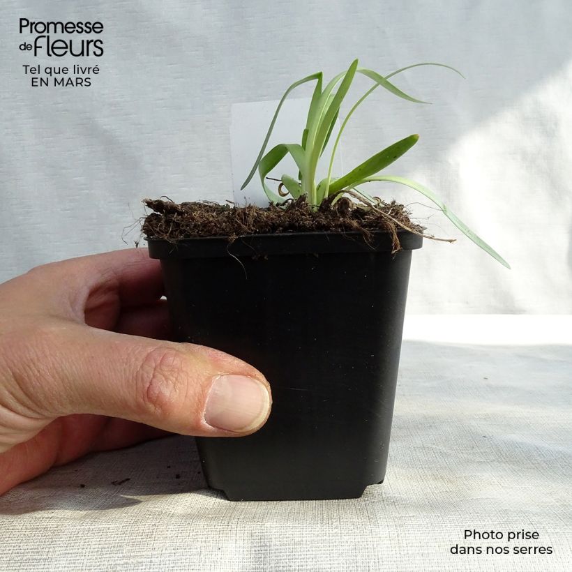 Allium Millenium 8/9 cm pot sample as delivered in winter