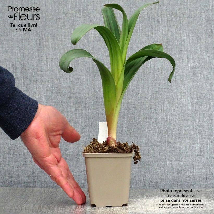 Allium Ostara 8/9 cm pot sample as delivered in spring