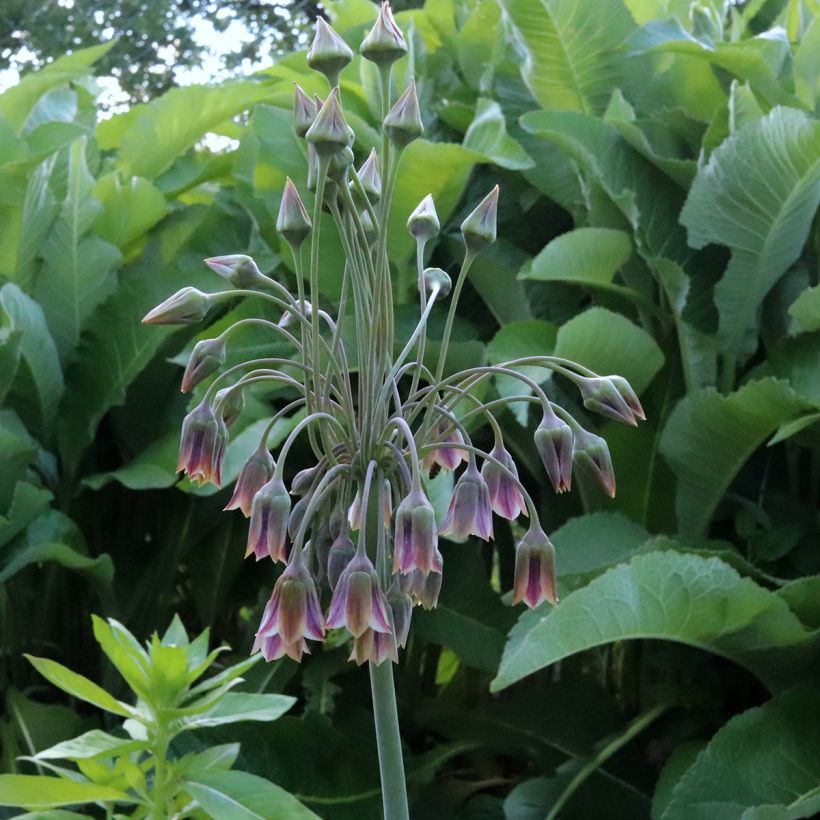 Allium nectaroscordum (Flowering)