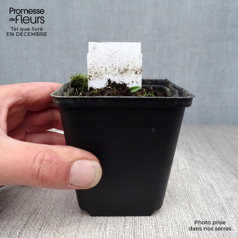 Allium karataviense - Turkish Onion 12cm pot sample as delivered in winter