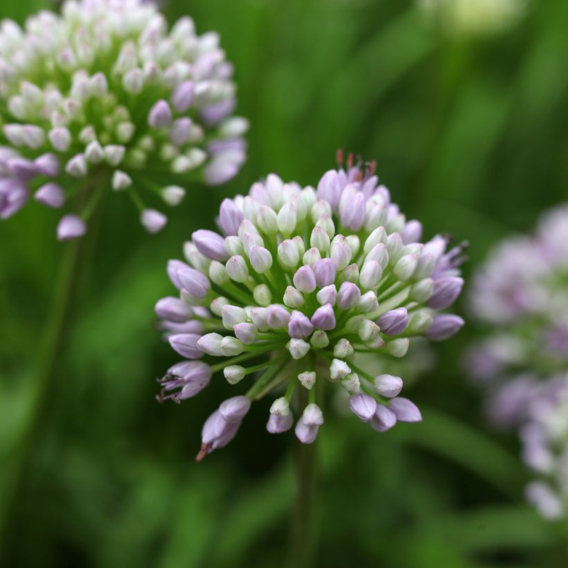 Allium senescens subsp. montanum Summer Beauty (Flowering)