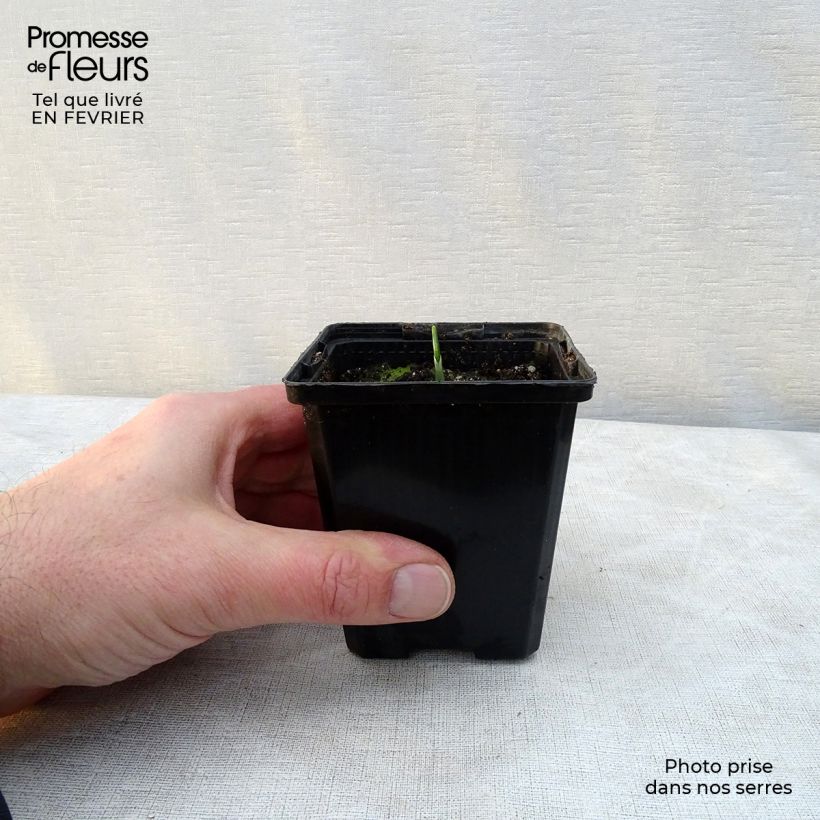 Bear's Garlic - Allium ursinum 7/8 cm pot sample as delivered in winter