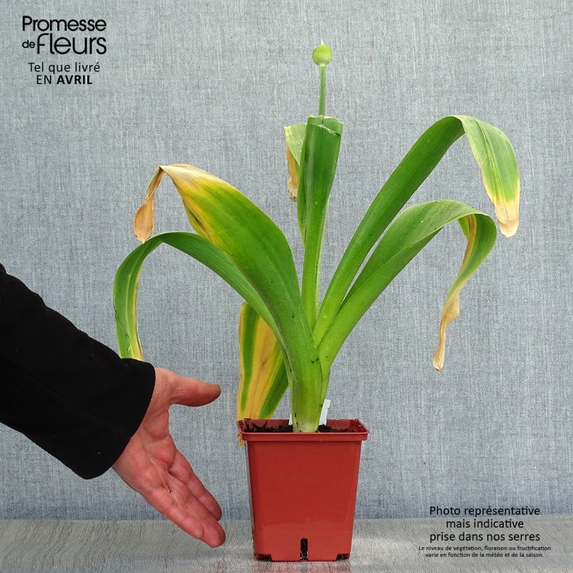 Allium Mont Blanc 1L/1.5L pot sample as delivered in spring