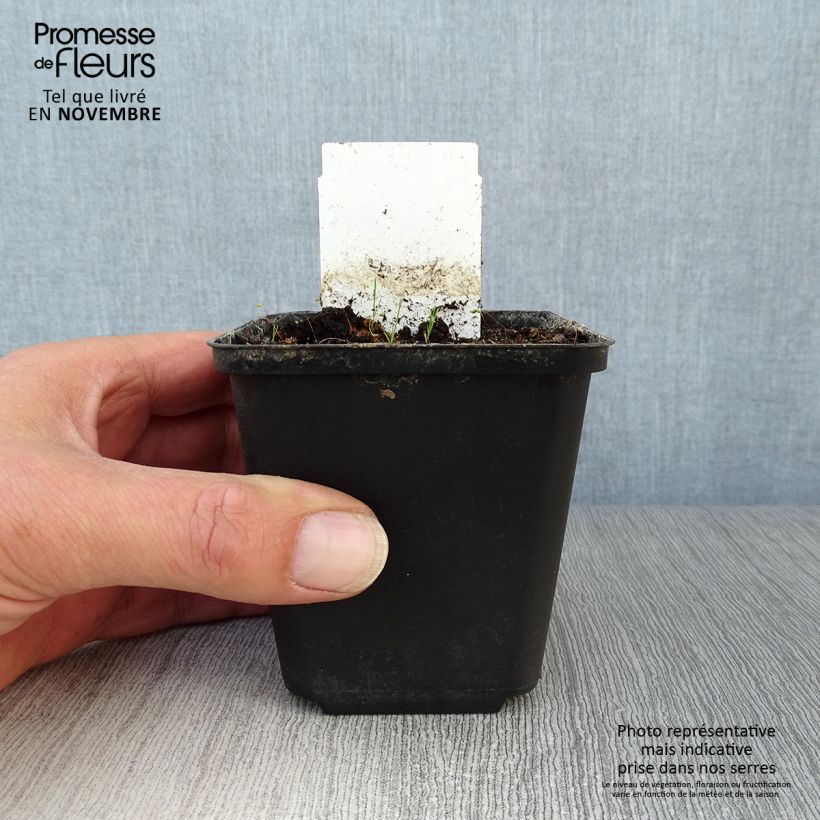 Allium karataviense - Turkish Onion 12cm pot sample as delivered in autumn