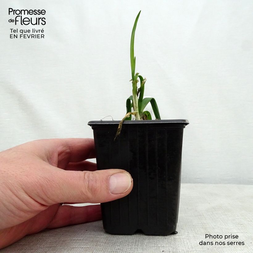 Rocambole Garlic - Allium scorodoprasum 8/9 cm pot sample as delivered in winter