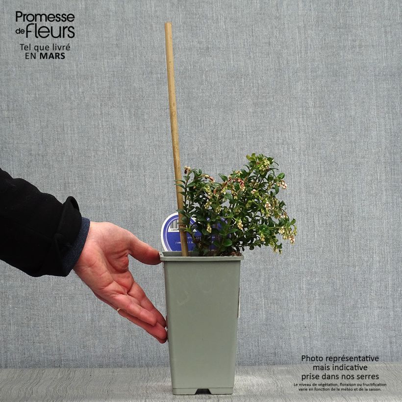 Vaccinium vitis idaea 1.5L/2L pot sample as delivered in spring