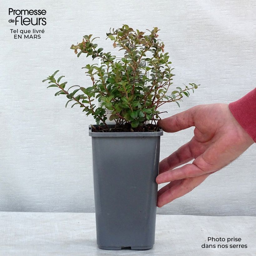 Vaccinium vitis-idaea - Organic Red Bilberry 1L/1.5L pot, Bush sample as delivered in winter