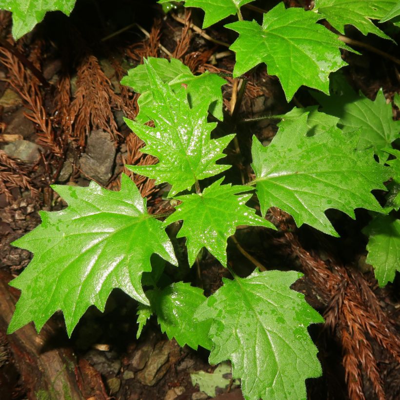 Ajuga incisa - Bugle (Foliage)