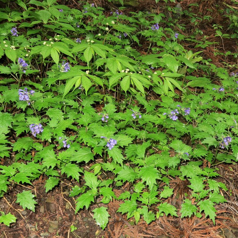 Ajuga incisa - Bugle (Plant habit)