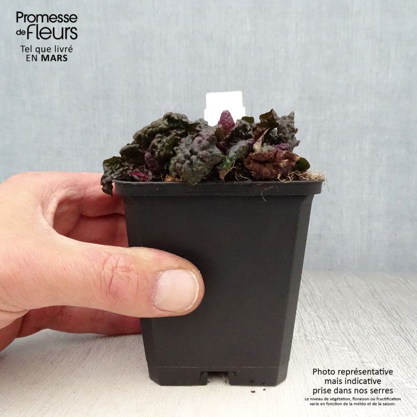Ajuga pyramidalis Metallica Crispa - Pyramidal bugle 8/9 cm pot sample as delivered in spring
