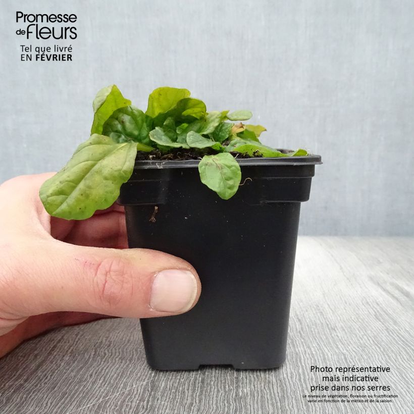 Ajuga reptans 'Alba' 7/8 cm pot sample as delivered in winter