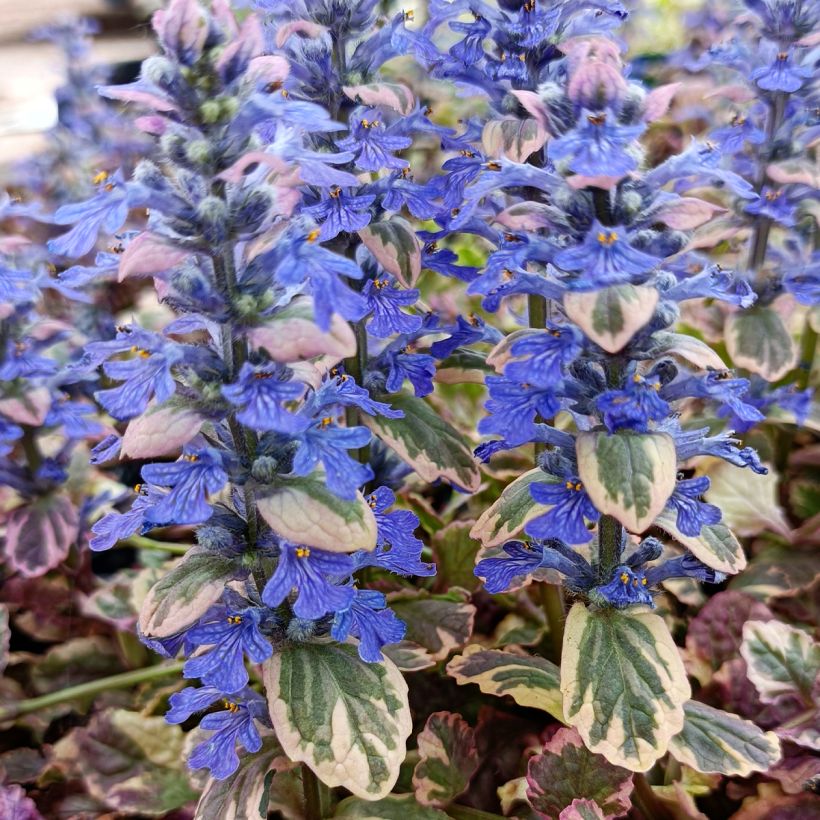 Ajuga reptans Burgundy Glow (Flowering)