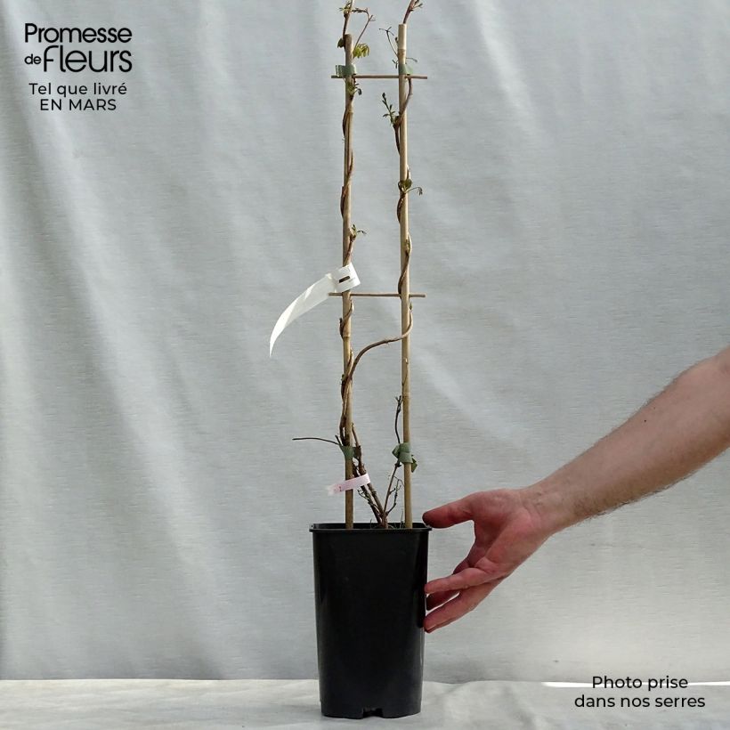 Akebia longeracemosa  2L/3L pot sample as delivered in winter