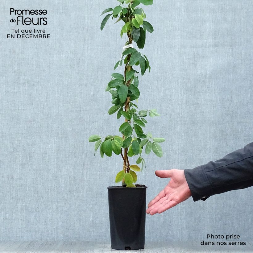 Akebia quinata Akebia Cream Form 2L/3L pot sample as delivered in winter