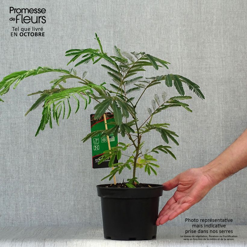 Albizia julibrissin Ombrella 3L/4L pot sample as delivered in autumn