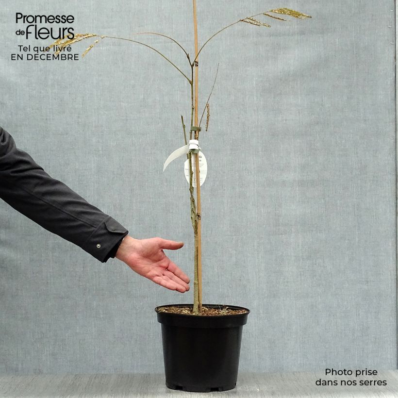 Albizia julibrissin Ombrella 6L/7L pot sample as delivered in winter