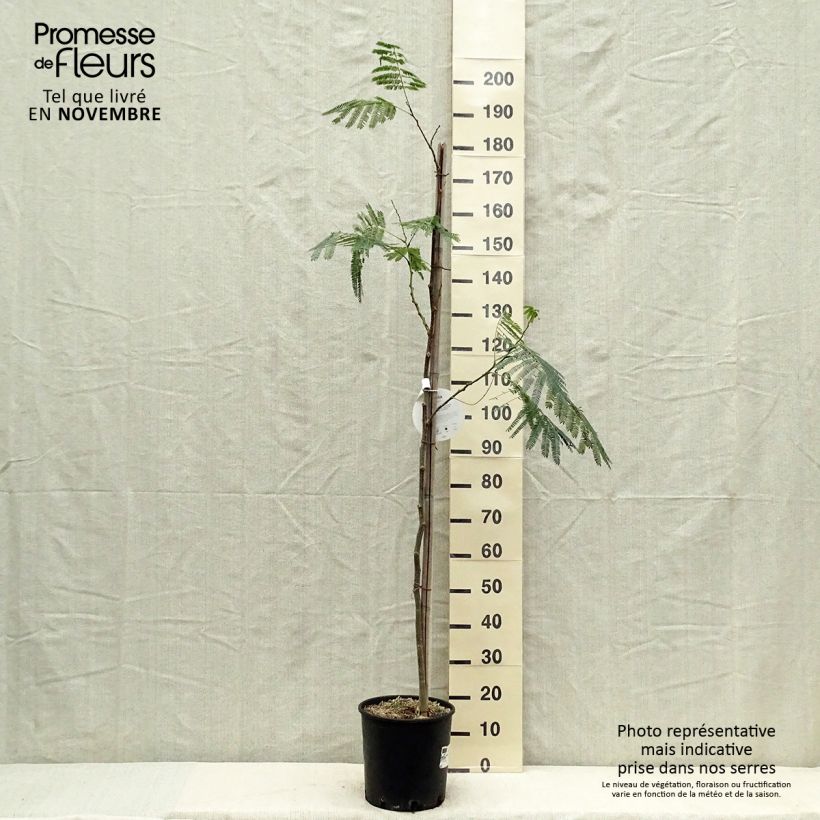 Albizia julibrissin Ombrella 6L/7L pot sample as delivered in autumn