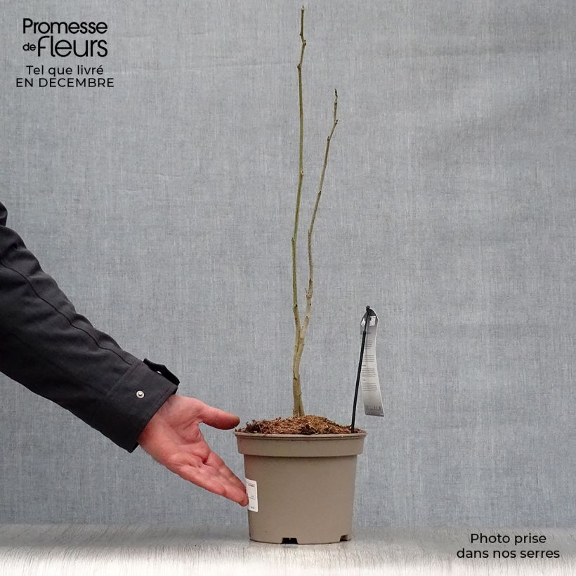 Albizia julibrissin Rosea 2L/3L pot sample as delivered in winter