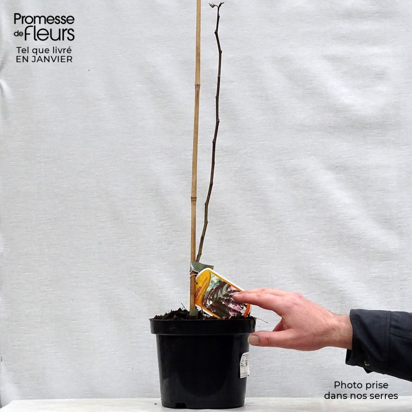 Albizzia julibrissin Summer Chocolate 3L/4L pot sample as delivered in winter