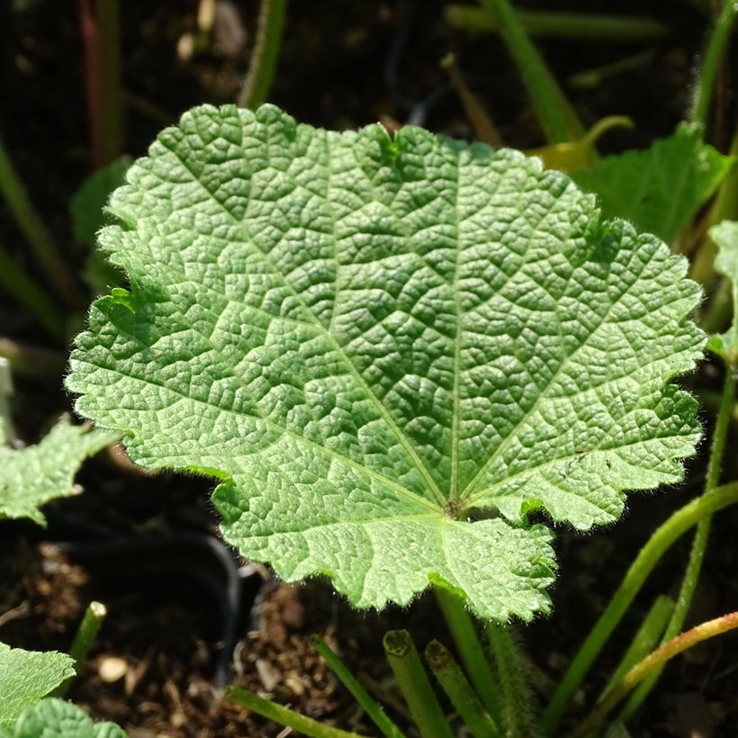 Alcea ficifolia Las Vegas (Foliage)
