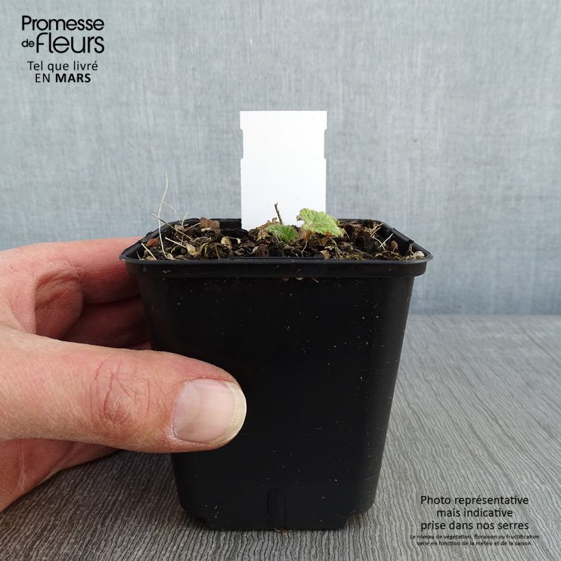 Alcea ficifolia Las Vegas 8/9 cm pot sample as delivered in winter