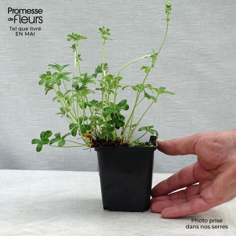 Alchemilla  alpina  8/9 cm pot sample as delivered in spring