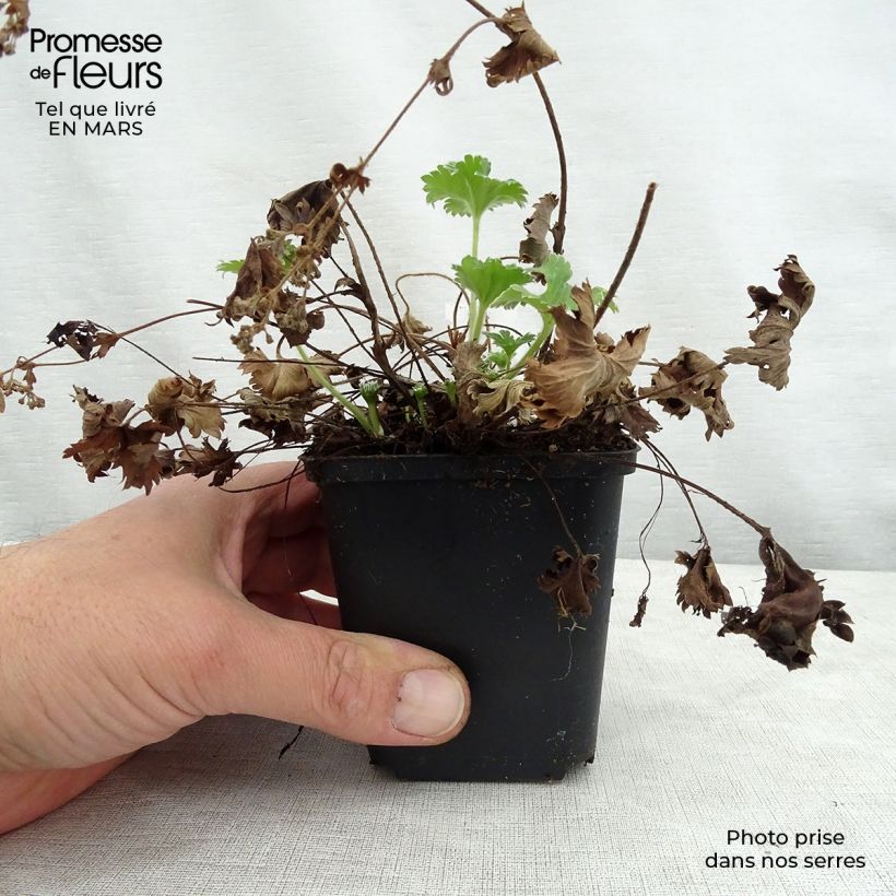 Alchemilla caucasica  8/9 cm pot sample as delivered in spring