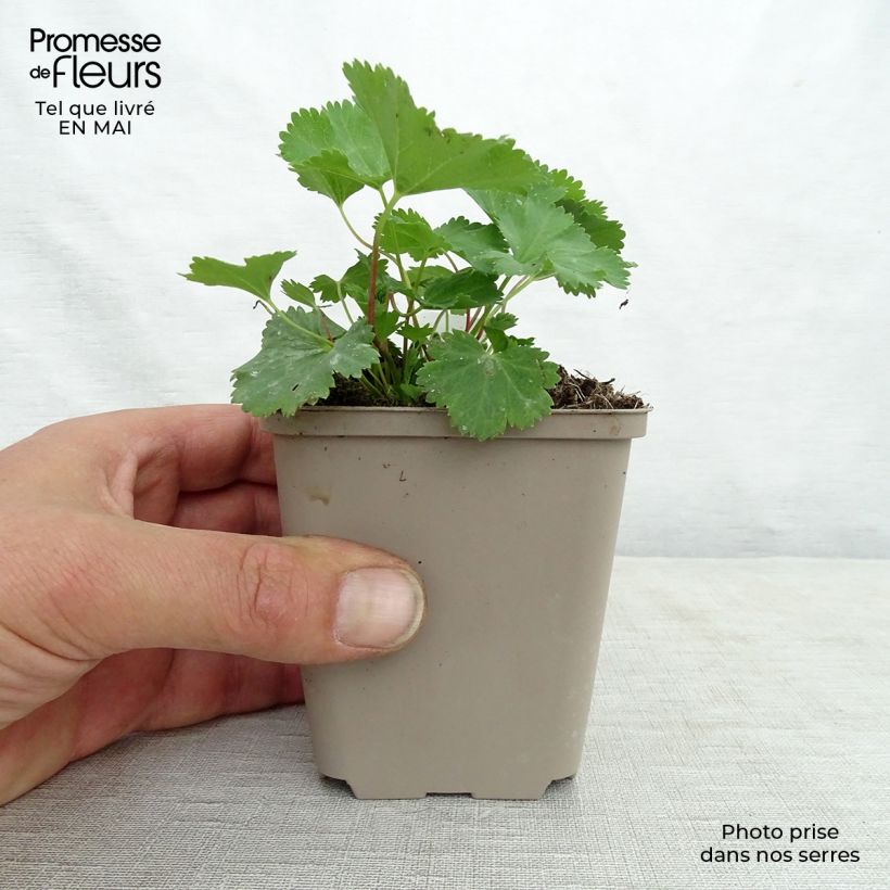 Alchemilla epipsila  8/9 cm pot sample as delivered in spring
