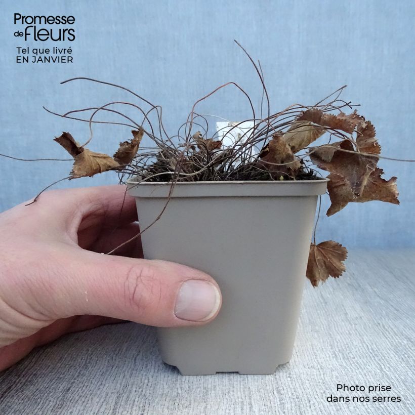 Alchemilla epipsila  8/9 cm pot sample as delivered in winter