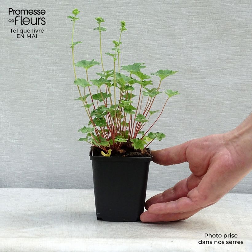 Alchemilla  erythropoda  8/9 cm pot sample as delivered in spring