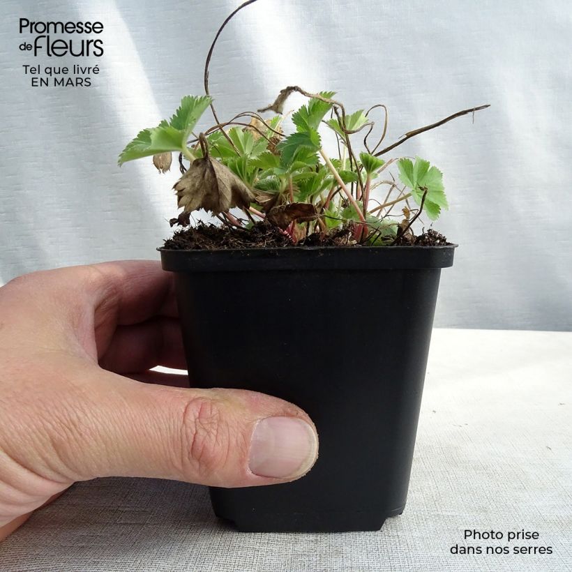 Alchemilla sericata Gold Strike 8/9 cm pot sample as delivered in spring