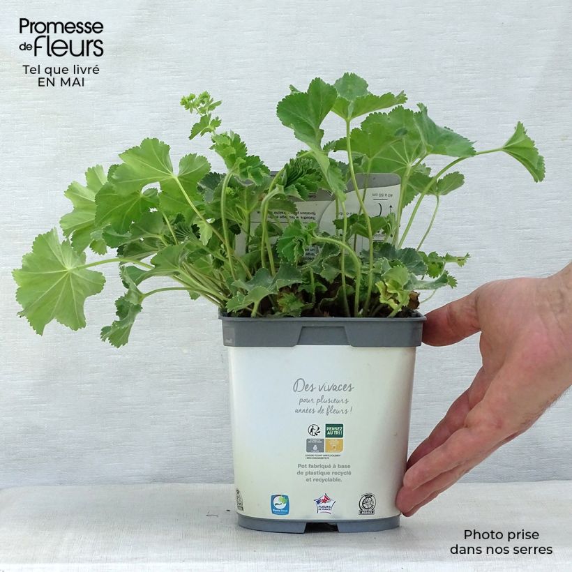 Alchemilla mollis Thriller 2L/3L pot sample as delivered in spring