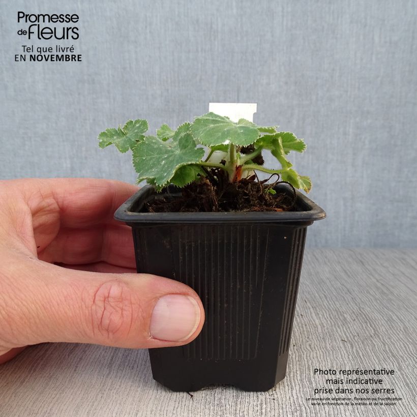Alchemilla mollis  8/9 cm pot sample as delivered in autumn