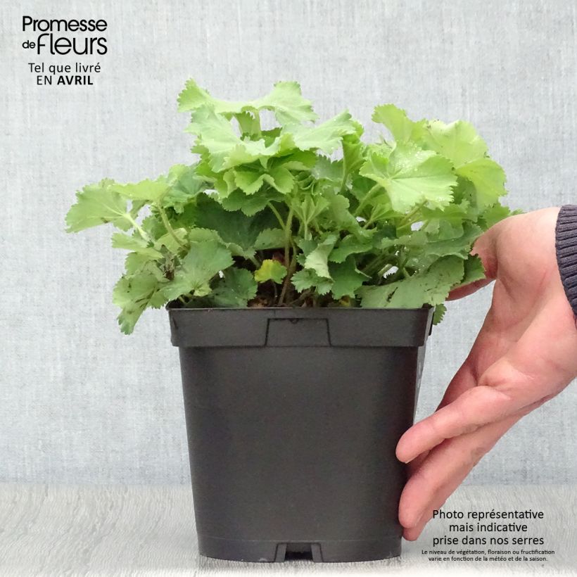 Alchemilla mollis  2L/3L pot sample as delivered in spring