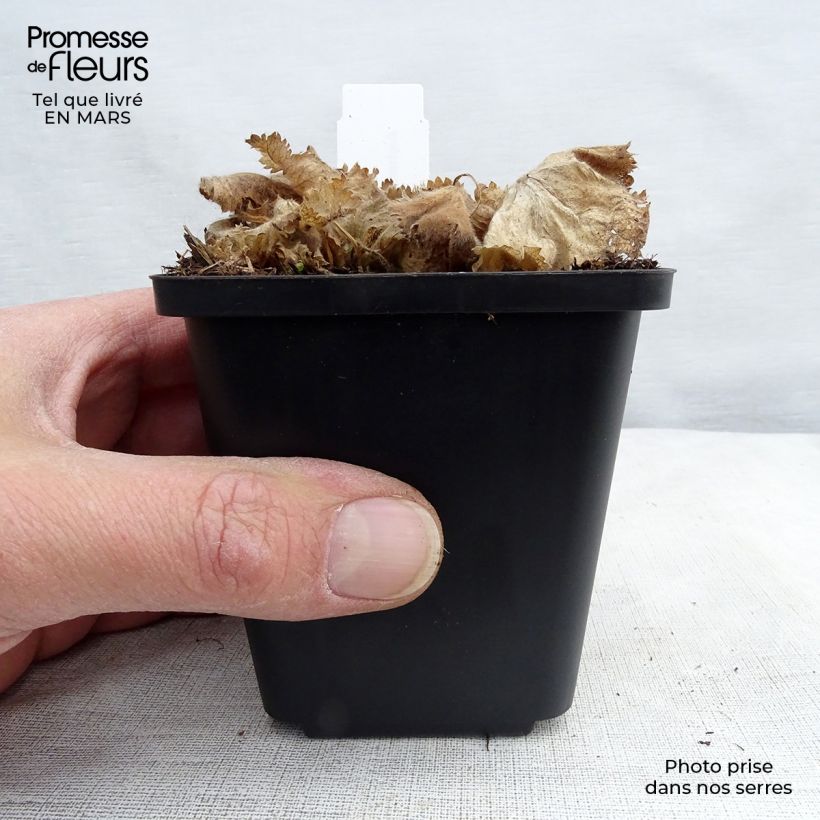 Alchemilla vulgaris  8/9 cm pot sample as delivered in winter
