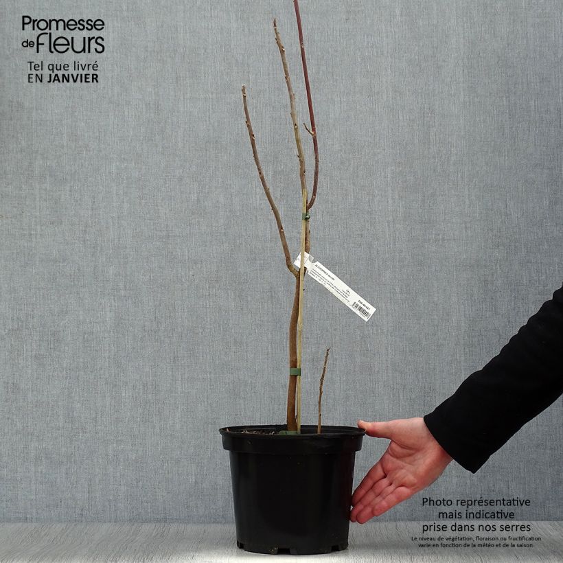 Alchornea davidii 3L/4L pot sample as delivered in winter