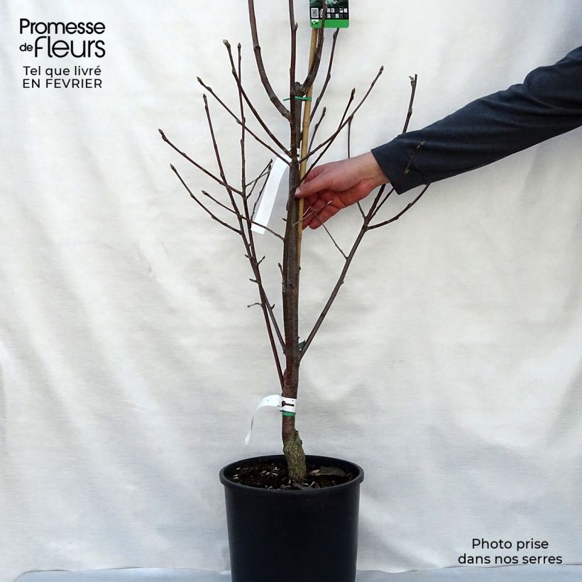 Sorbus aria Lutescens 7.5L/10L pot sample as delivered in winter