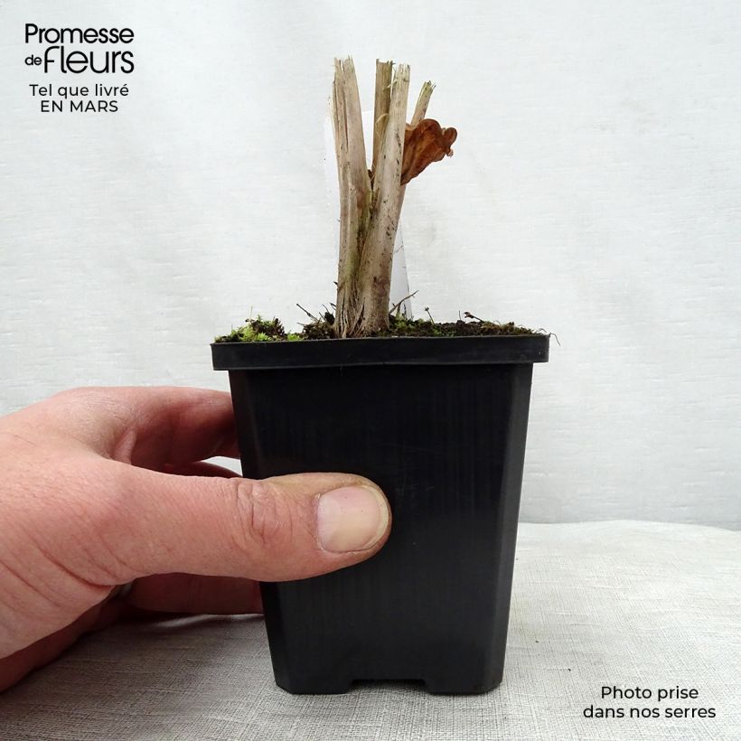 Alisma parviflora  8/9 cm pot sample as delivered in spring