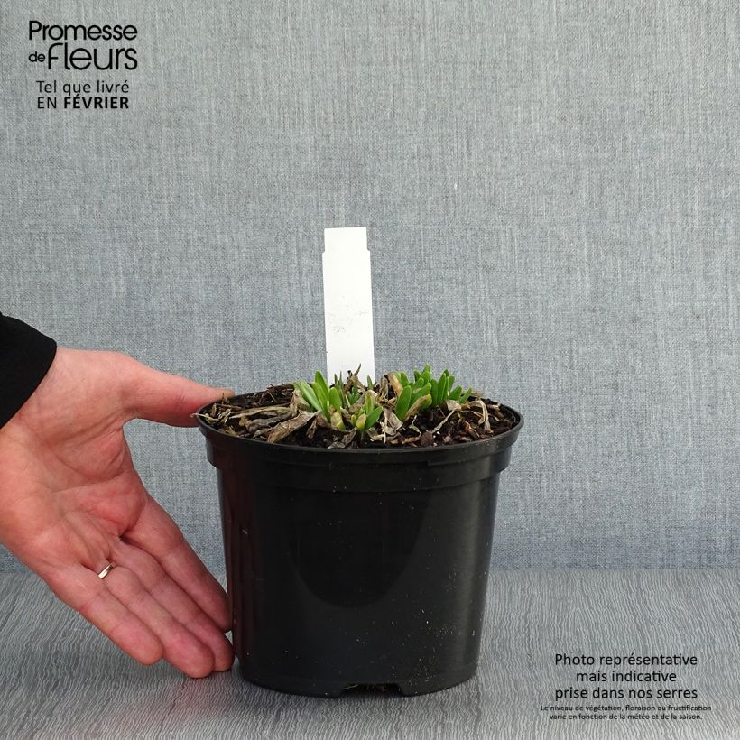 Allium Millenium 2L/3L pot sample as delivered in winter