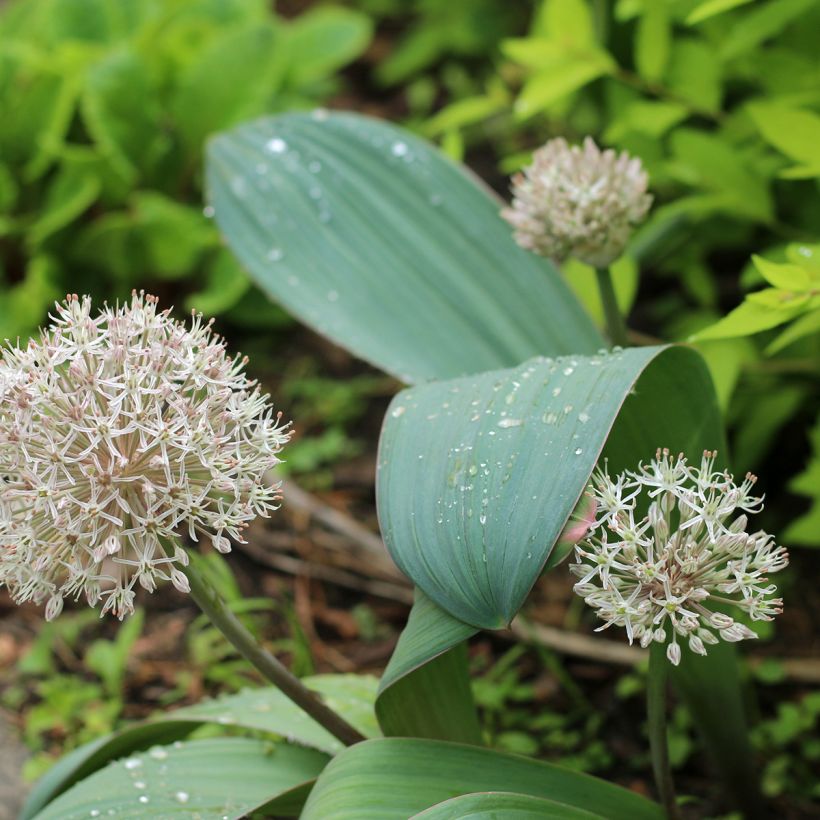 Allium karataviense - Turkish Onion (Plant habit)