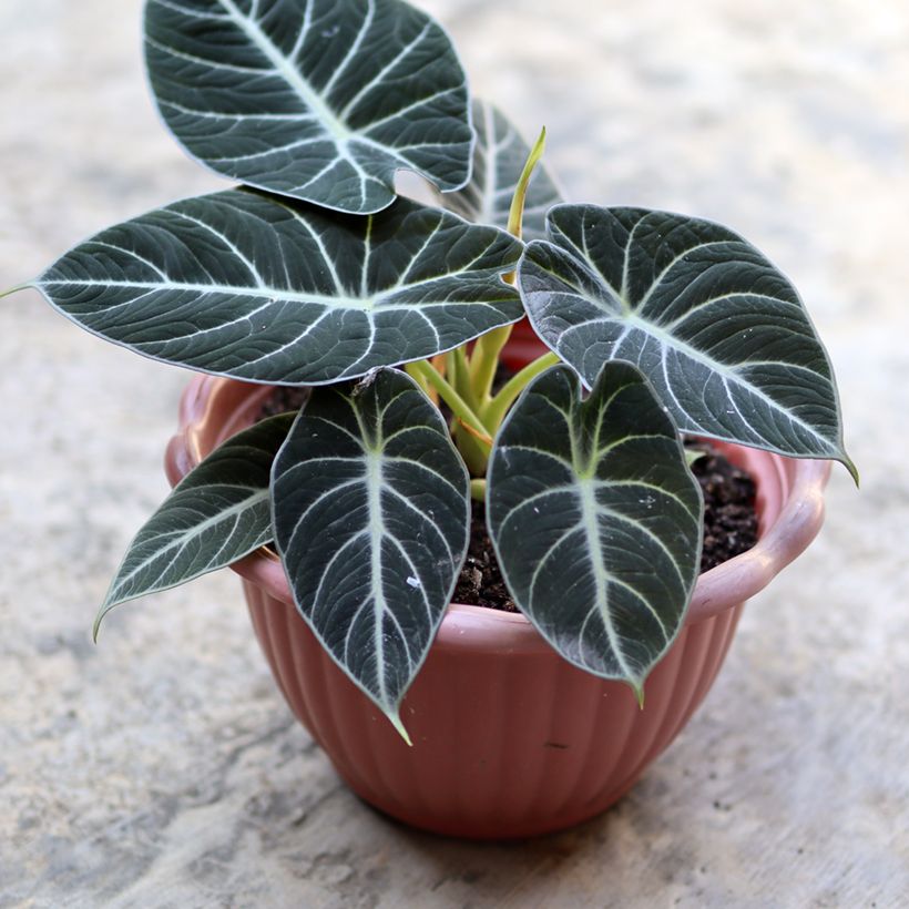 Alocasia Black Velvet - Elephant's ears plantEar (Foliage)