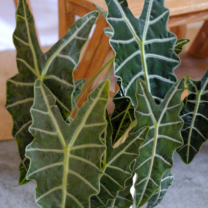 Alocasia Polly - Elephant's ears plant (Foliage)